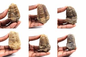 Trilobites