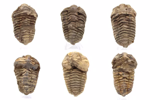 Trilobite
