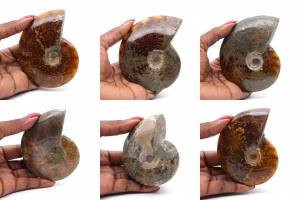 Ammonites