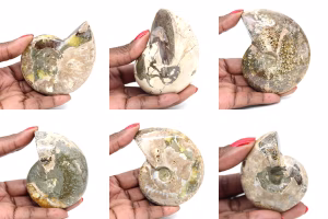 Ammonites
