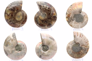 Ammonites
