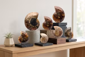 Ammonites