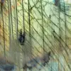 Pierre de Labradorite - 8