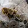 Inclusions de Tourmaline naturelle de collection - 8