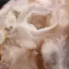 Pierre d'agate fleur polie - 7