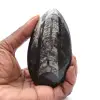 Fossile d’orthocéras - 0