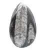 Orthocéras fossile Maroc - 1