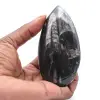 Orthocéras fossile - 0