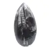 Orthocéras fossile - 1