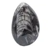 Orthocéras fossile du Maroc - 1