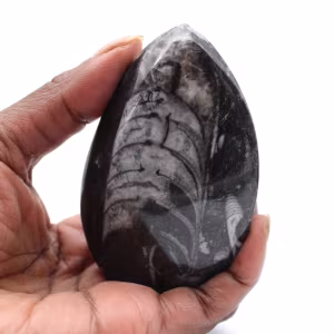 Orthocéras fossile du Maroc