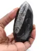 Orthocéras - 0