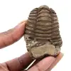 Trilobite fossile Maroc - 0