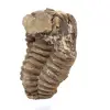 Trilobite fossile Maroc - 2