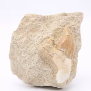 Dent de requin otodus