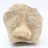 Dent fossile