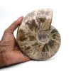 Ammonite entière fossilisée - 0