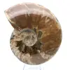 Ammonite entière fossilisée - 1