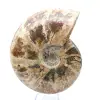 Ammonite entière fossilisée - 2