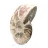 Ammonite entière fossilisée - 3