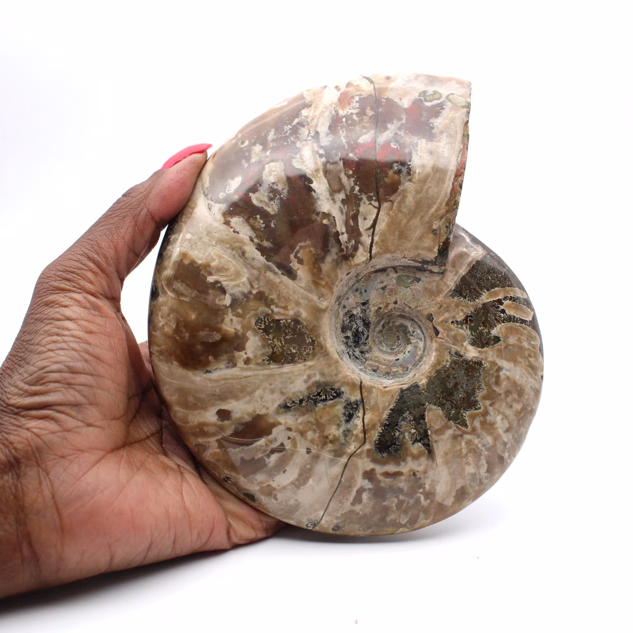Ammonite entière fossilisée