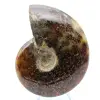 Ammonite naturelle fossile - 1