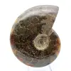 Ammonite naturelle fossile - 2