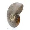 Ammonite naturelle fossile - 3