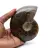 Ammonite naturelle fossile