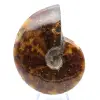 Ammonite polie de Madagascar - 1
