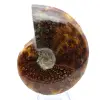 Ammonite polie de Madagascar - 2