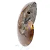 Ammonite polie de Madagascar - 3