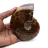 Ammonite polie de Madagascar