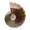 Ammonite entière polie naturelle de Madagascar - 1