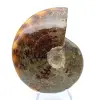 Ammonite entière polie naturelle de Madagascar - 2