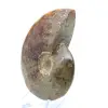 Ammonite entière polie naturelle de Madagascar - 3