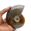 Ammonite entière de Madagascar - 0