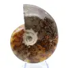 Ammonite entière de Madagascar - 1