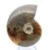 Ammonite entière de Madagascar - 2