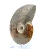 Ammonite entière de Madagascar - 3