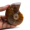 Ammonite polie naturelle de Madagascar - 0