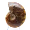 Ammonite polie naturelle de Madagascar - 1