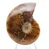 Ammonite polie naturelle de Madagascar - 2
