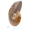 Ammonite polie naturelle de Madagascar - 3