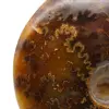 Ammonite polie naturelle de Madagascar - 4