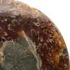 Ammonite naturelle polie fossile - 4
