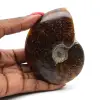 Ammonite sciée polie - 0