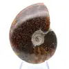 Ammonite sciée polie - 2