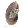 Ammonite sciée polie - 3