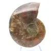 Ammonite une pièce - 1